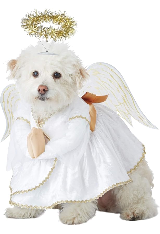 small dog angel costume