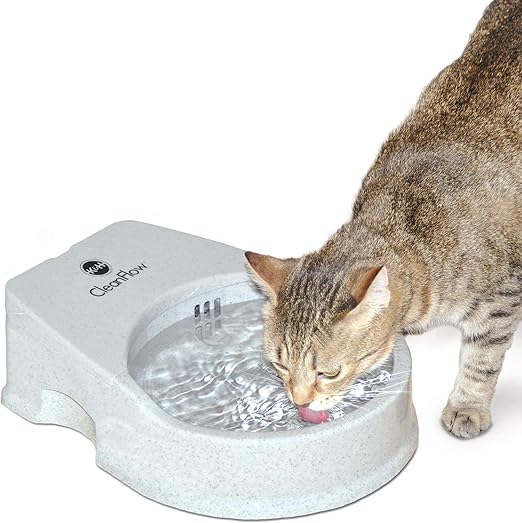 peke face cat for sale