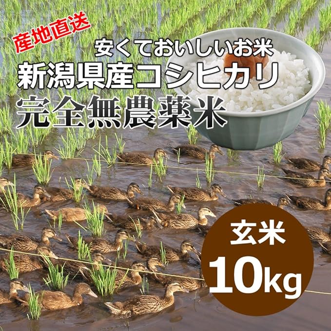 Amazon 自宅用 玄米 安くておいしいお米 新潟県産コシヒカリ 完全無農薬米 10キロ 平成25年度産 安くておいしい新潟米 新潟モール 玄米 通販 Amazon 自宅用 玄米 安くておいしいお米 新潟県産コシヒカリ 完全無農薬米 10キロ 平成25年度産 安くておいしい新潟米 新潟モール 玄米 通販