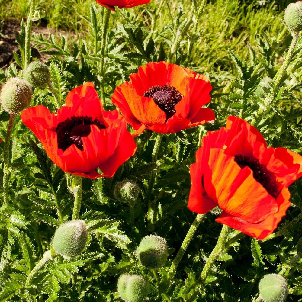 Amazon Com Oriental Poppy Variety Mix Seeds Garden Outdoor