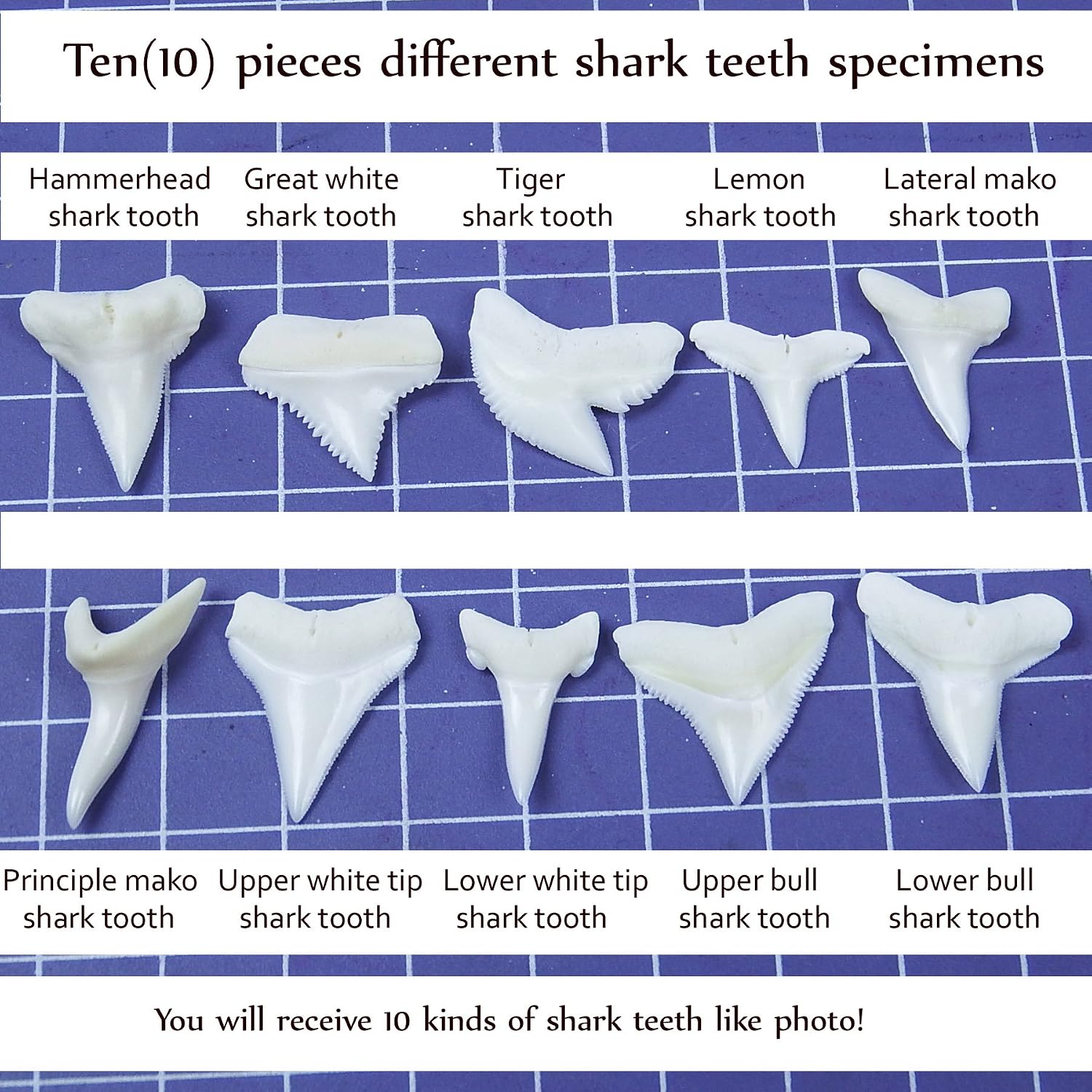 Bull Shark Tooth Identification At Amy Mcleod Blog