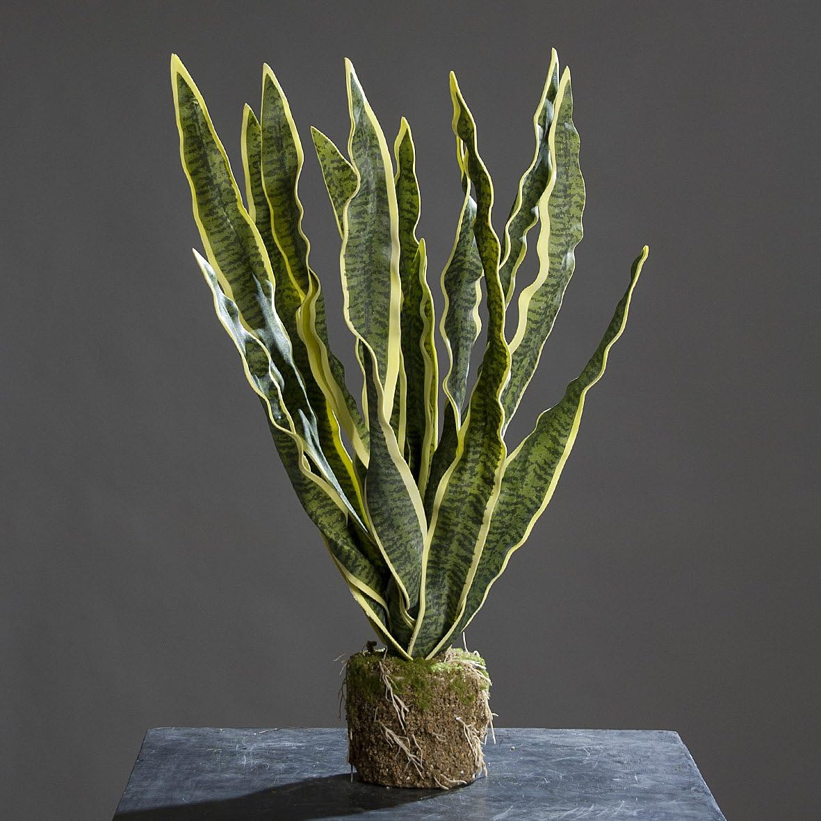 Sanseveria In Sand Bale Ca 65 Cm Artificial Plant By Dpi Amazon Co Uk Kitchen Home