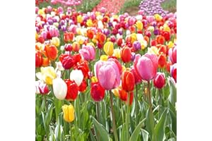 Eden Brothers Tulip Bulbs, Landscaper Mix, 100 Bulbs | Perennial Flowers, Spring or Fall Planted, Full Sun, Indoor Forcing or Outdoor Planting, Easy-to-Grow | Zones 3, 4, 5, 6, 7, 8