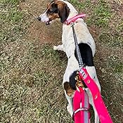 hunting dog leads with chain