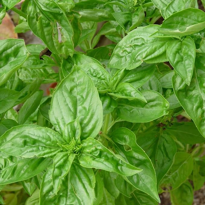 Amazon バジル トマトと相性のよいハーブです 約30ｇ 福岡産 伊都野菜 スイートバジル 通販