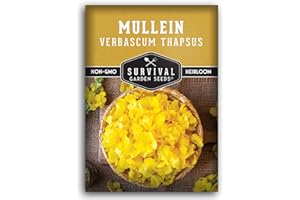 Mullein Seed for Planting - 1 Packet with Instructions to Plant and Grow Medicinal Herb Common Mullein in Your Home Vegetable Garden - Non-GMO Heirloom Variety - Survival Garden Seeds