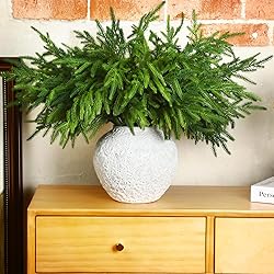 Jutom 12 Pcs Christmas Norfolk Pine