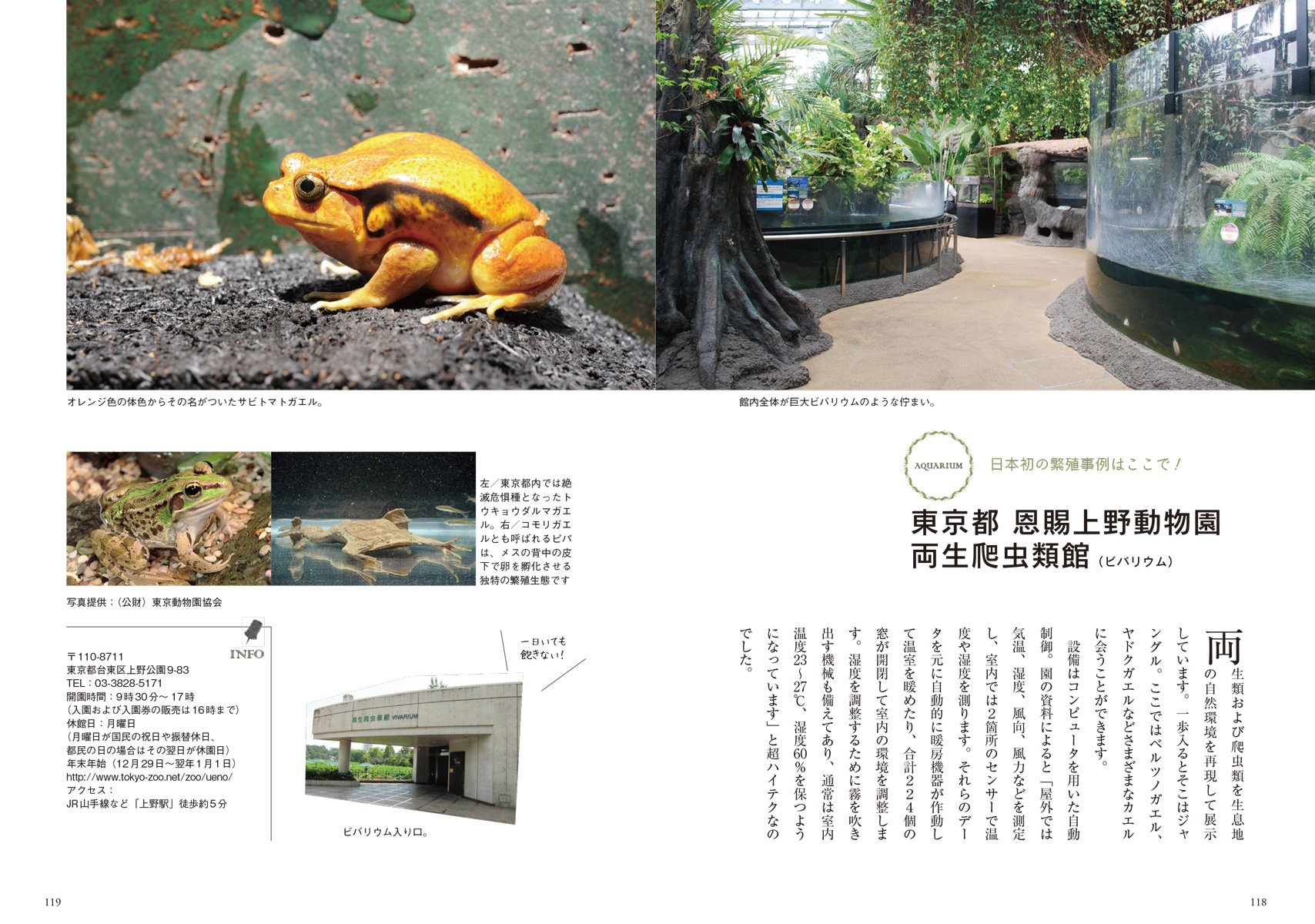 ツノガエル飼いのきほん 食事から飼育グッズ 病気のケアまで カエル飼い編集部 本 通販 Amazon