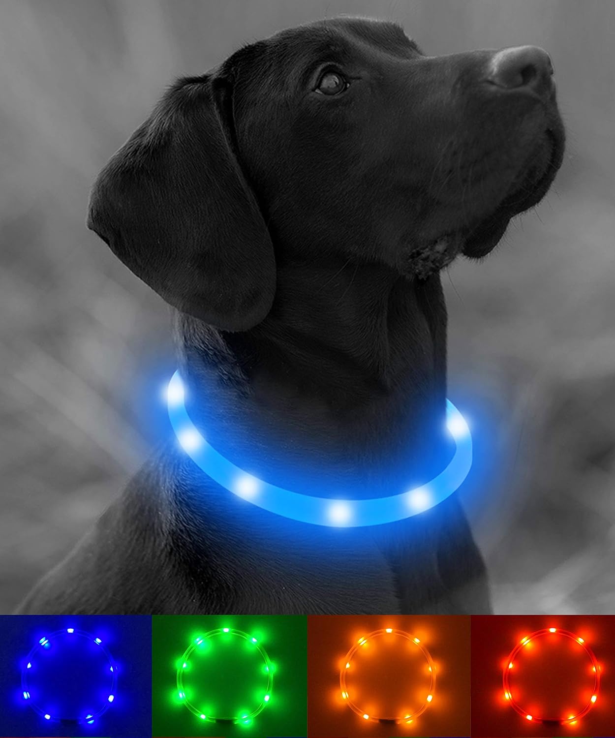 Beautiful view of Increased Canine Crate Visibility With Built In Projector Light