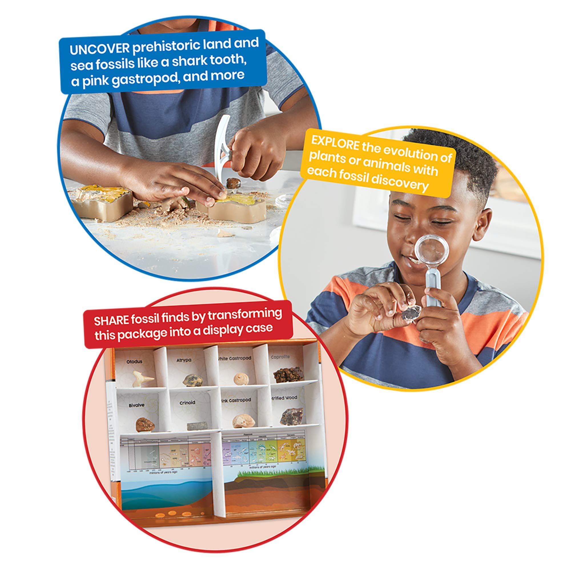 hand2mind Dig & Display Fossil Dig Kit, Fossil Display Case, 8 Real Fossils to Uncover, Dig Kits for Kids, Fossil Digging Kit for Kids, Excavation Kit for Kids, Fossil Science, Archeology Kits