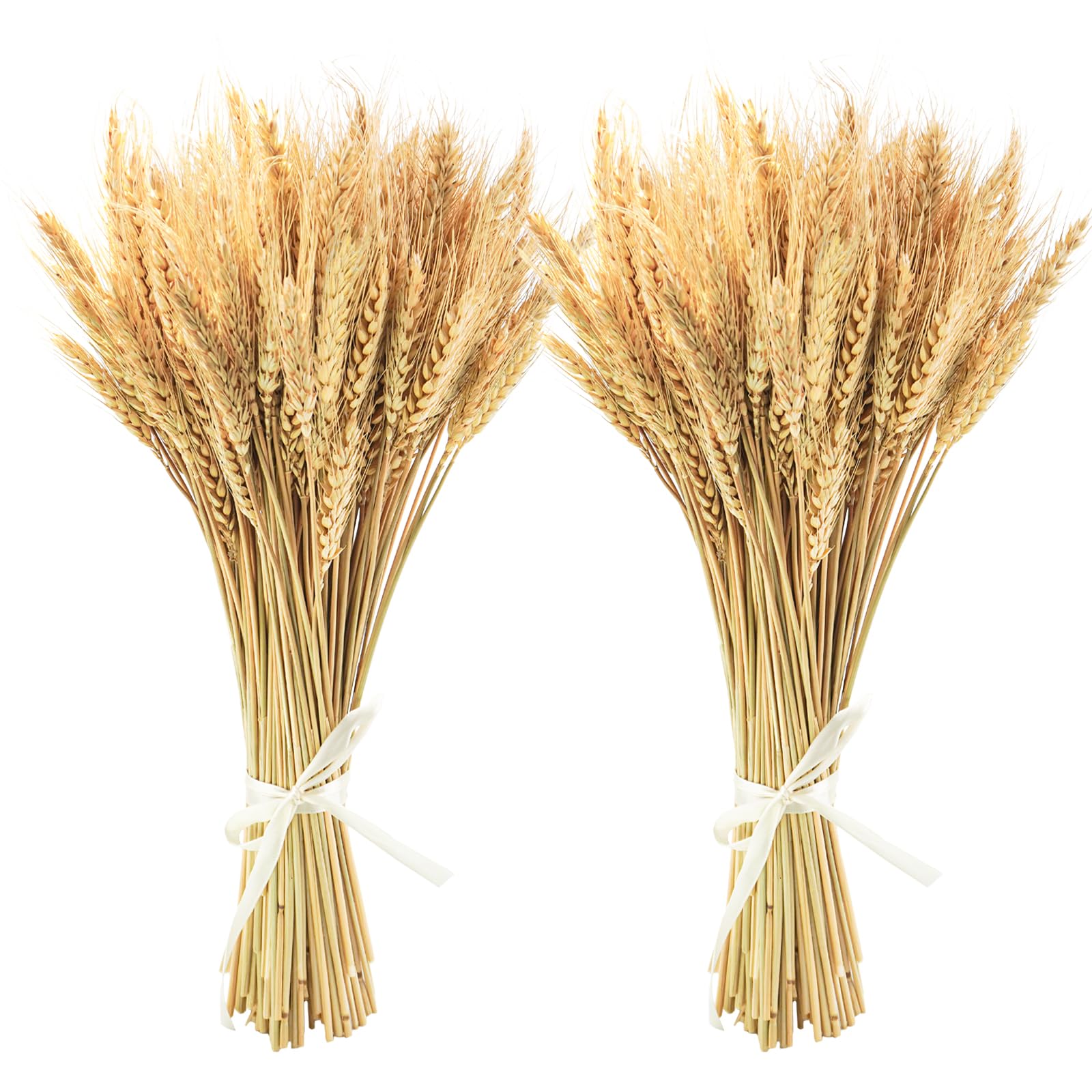 Photo 1 of Uieke 600 Stems Dried Wheat Stalks, 17.7 Inches Dried Flowers 100% Natural Wheat for Home Kitchen Wedding Party Table Centerpiece Harvest Wreath Boho Farmhouse DIY Decoration