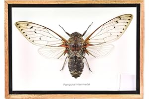 TAXIBUGS Cicada Speciosa insect taxidermy in wood box framed