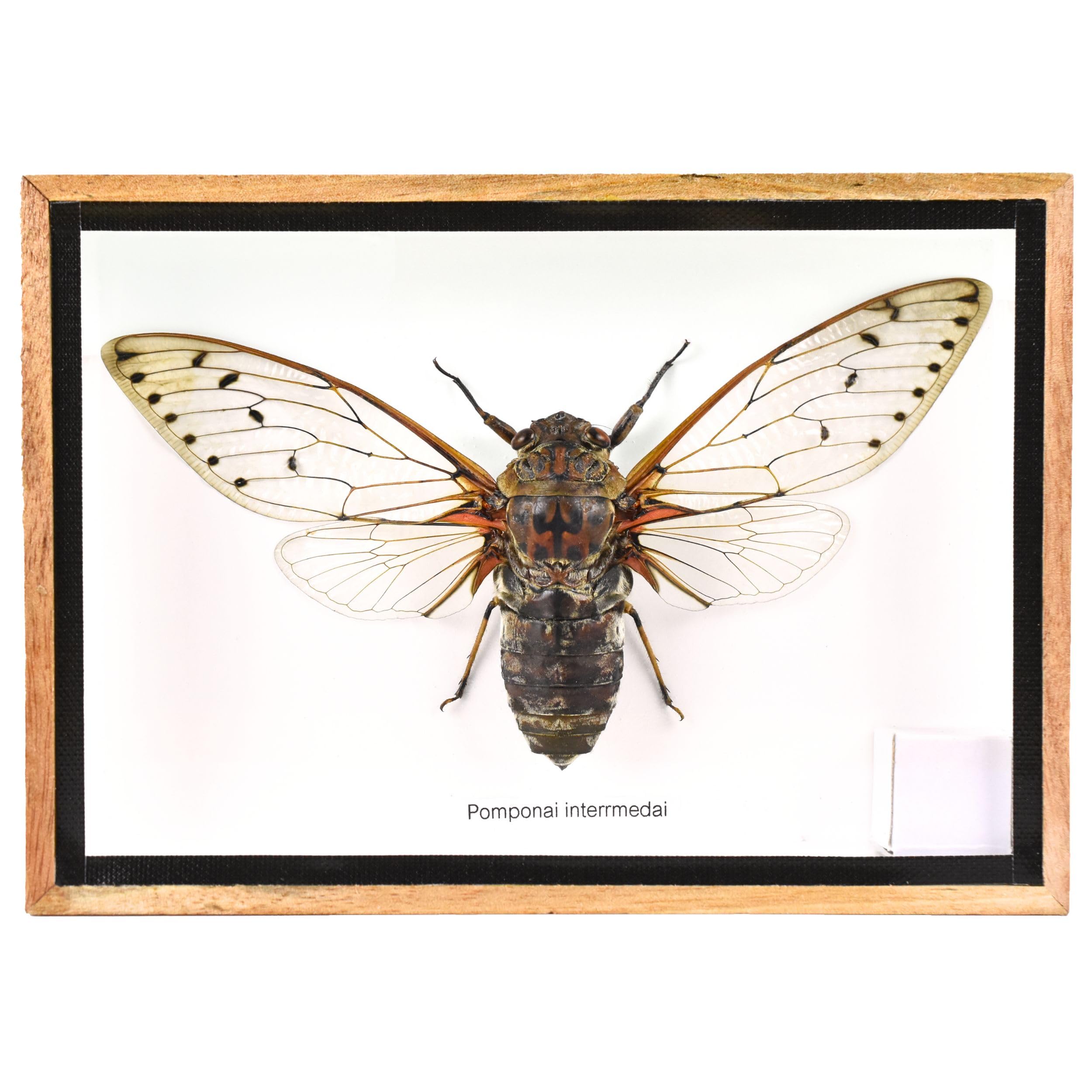 TAXIBUGS Cicada Speciosa insect taxidermy in wood box framed