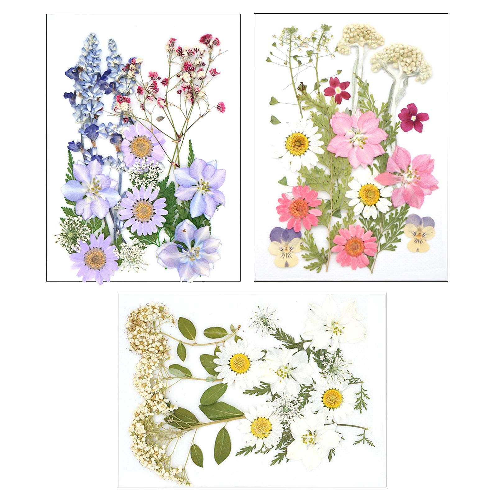 SacJkt Dried Pressed Flowers, Natural Dried Flower Set, 49 PCS Decorative Mixed Dried Flowers, for Girls Makeup Candle Resin Scrapbook Floral Decorations (Purple Pink White)