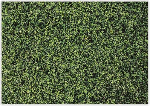 Amazon Com Allenjoy 7x5ft Vinyl Nature Green Lawn Leaves Backdrop For Photography Grass Floordrop Pictures Background Spring Party Ground Decor Outdoorsy Newborn Baby Shower Lover Wedding Photo Studio Props Camera Photo Amazon Com Allenjoy 7x5ft Vinyl Nature Green Lawn Leaves Backdrop For Photography Grass Floordrop Pictures Background Spring Party Ground Decor Outdoorsy Newborn Baby Shower Lover Wedding Photo Studio Props Camera Photo