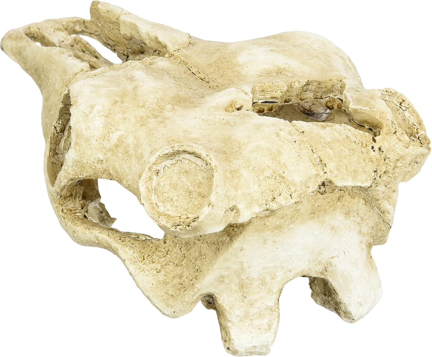 Lucky Reptile DS-B Cow Skull - Image 3