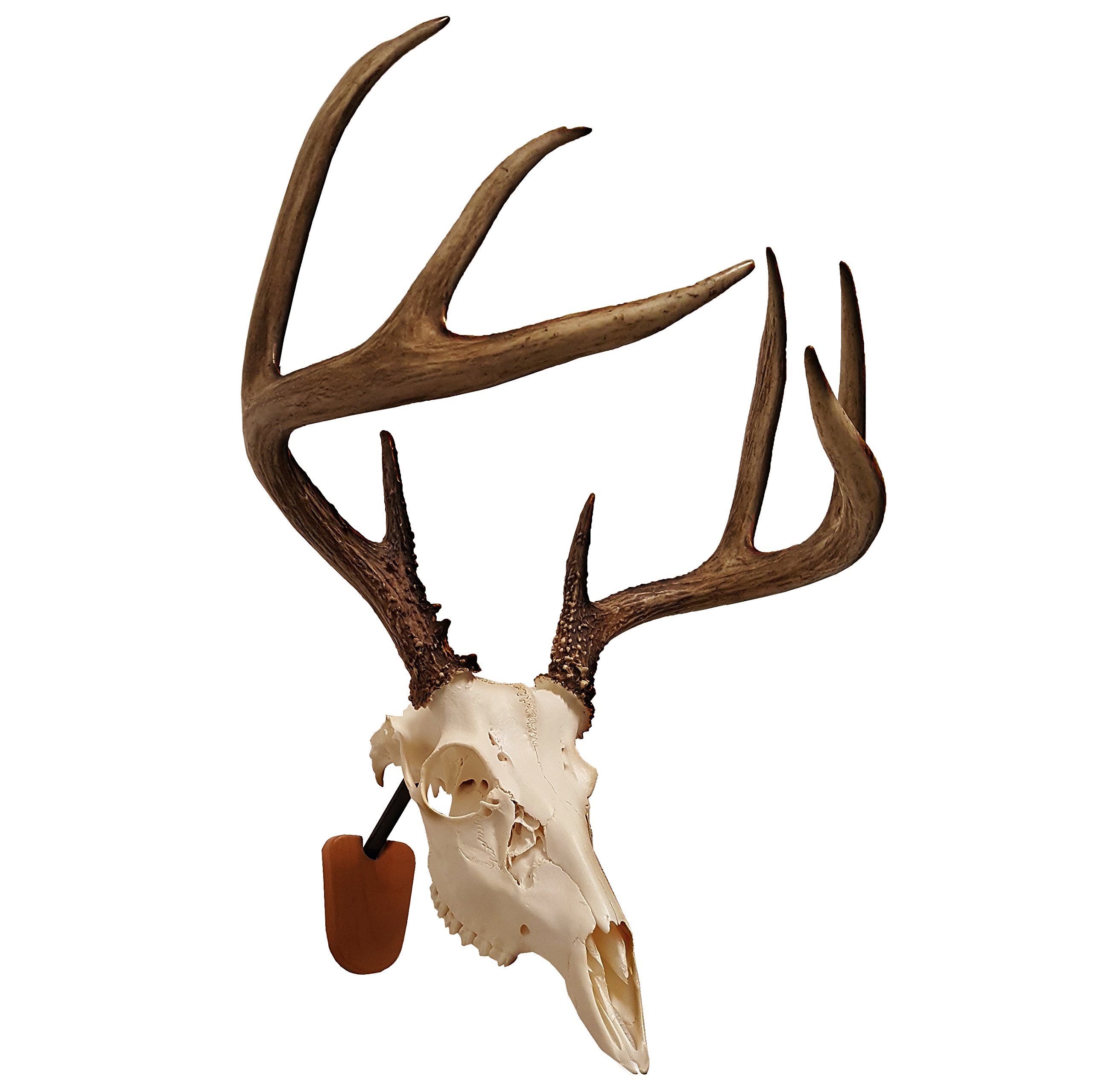 Euro Skull Wall Mounting Kit Antler Walnut Hollow Wood Country Buck
