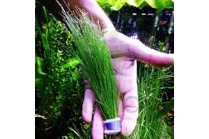 Giant Hairgrass | Eleocharis Vivipara Bundle Live Aquarium Plant for Freshwater Fish Tank Decoration 3 Days Live Guaranteed by Mainam
