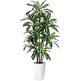 Artificial Dracaena Plant 6FT - Fake Tree with White Tall Planter - Faux Yucca Tall Fake Floor Plant in Pot - Artificial Trees for Home Office Living Room Decor Indoor