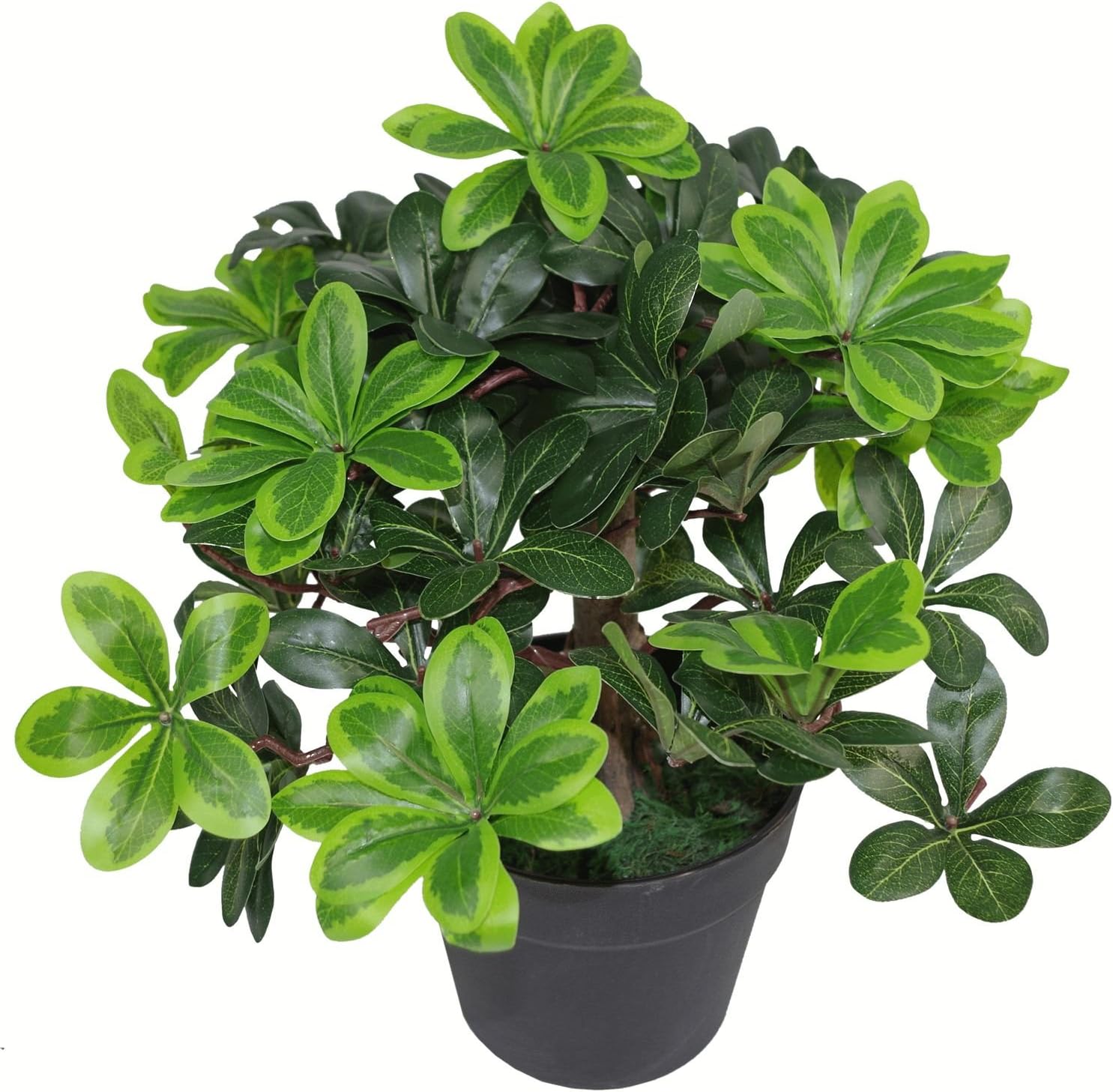 40cm Artificial Pittosporum Tobira Ficus - Australian Laurel Plant, LEAF-7039