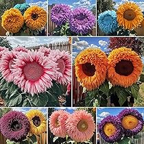 Rainbow Sunflower Seeds Collection, 100+ Seeds, Multi
