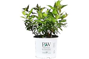 GREEN PROMISE FARMS Proven Winners - Cephalanthus occidentalis Sugar Shack (Buttonbush) Shrub, white flowers, #3 - Size Container