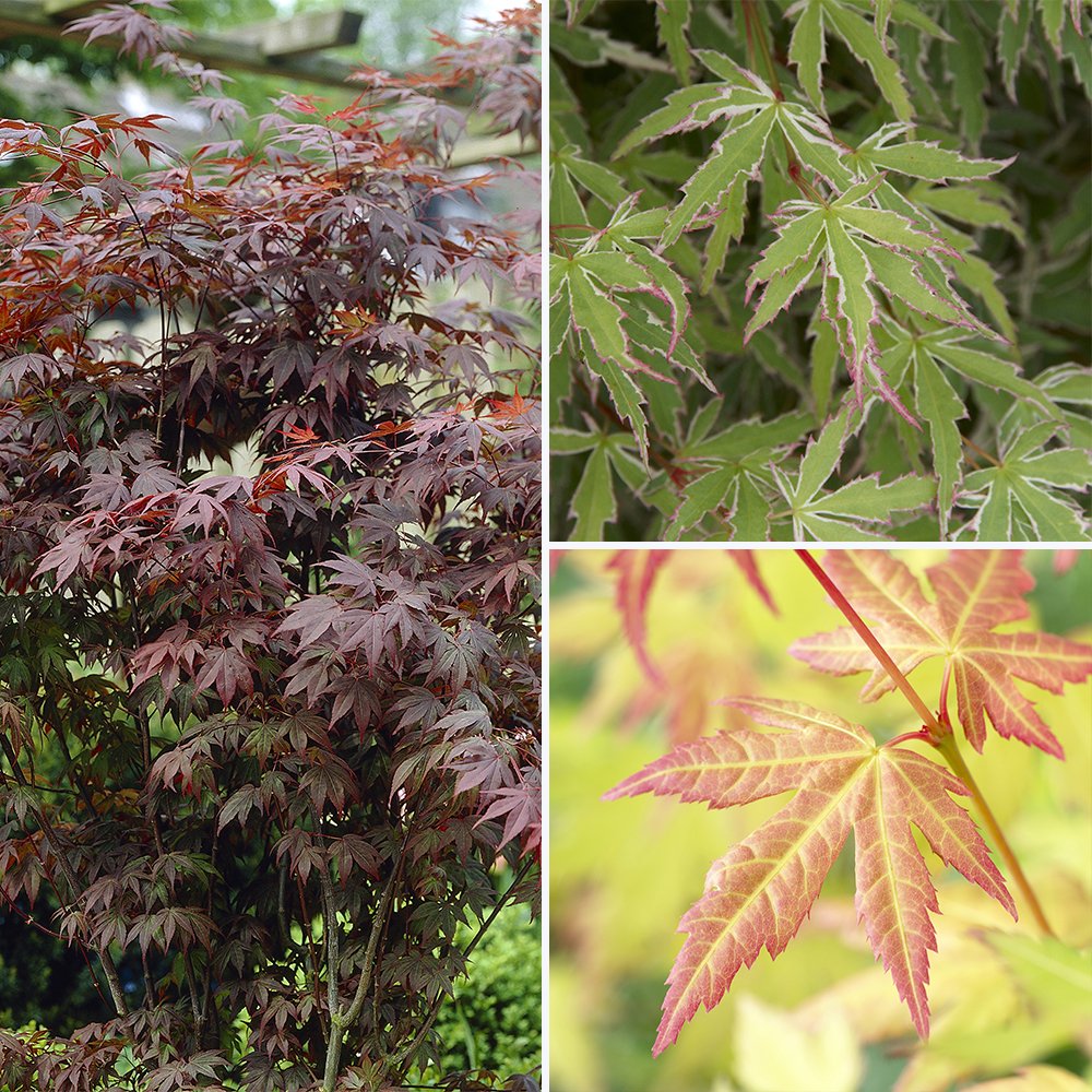 YouGarden Japanese Maple Acer Trees Shrubs, Pack of Three Established Plants in 10.5cm Pots, Autumn Colour, Deciduous Plants