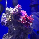Seachem De Nitrate Remover 500 ml Aquarium Nitrate Reduction view 3
