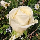 All Occasions White Rose Flowers Fresh Bouquet Box Same Day Delivery view 2