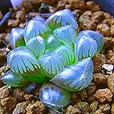 Haworthia Obtusa 'Crystal' Seeds Long-Lived Low