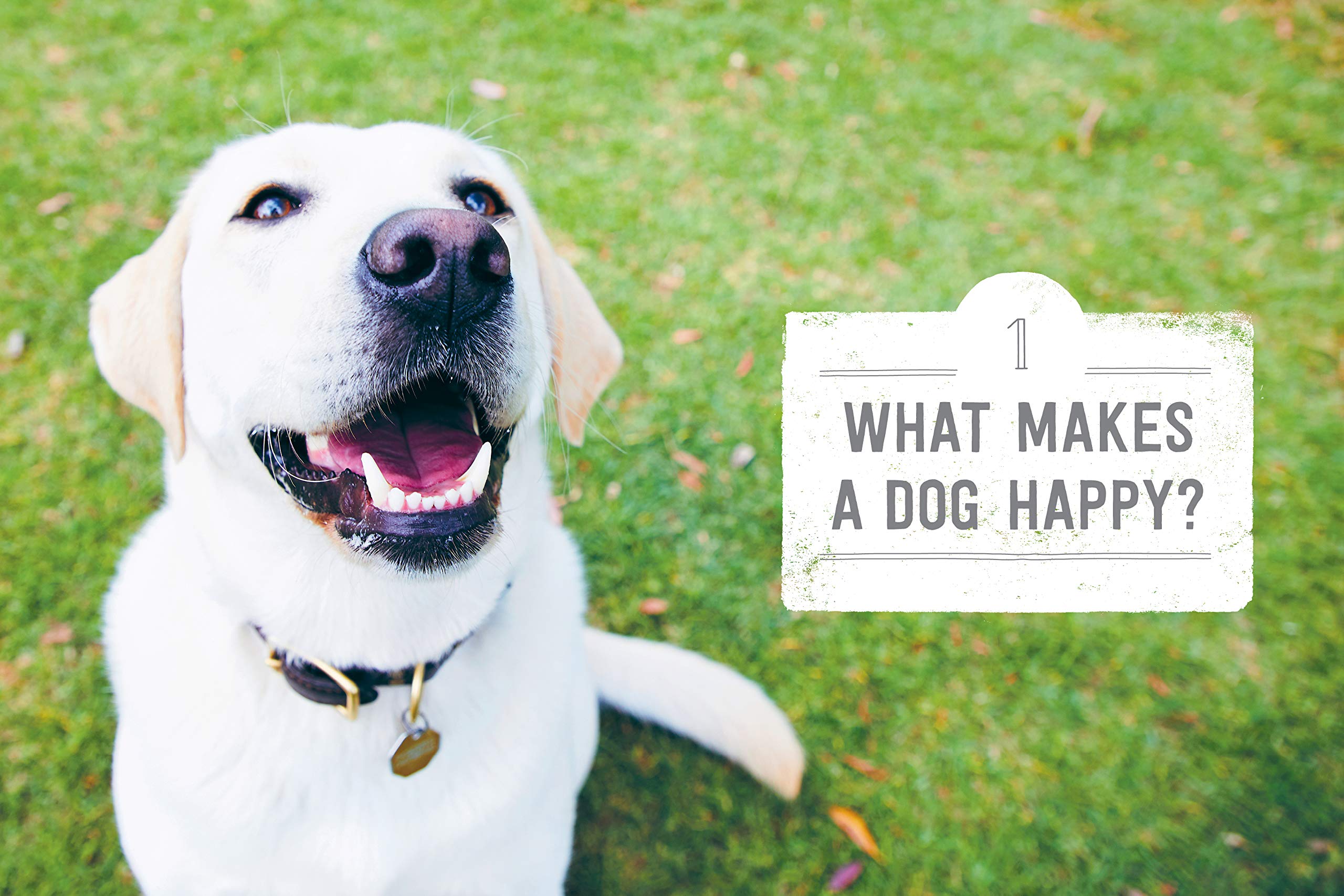 making dogs happy