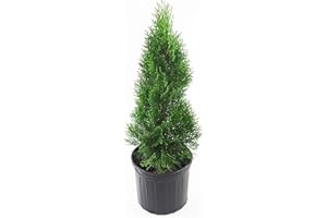Live Plant Green Promise Farms, Thuja occidentalis 'Smargd' Emerald Green Arborvitae #3 Size Container, Evergreen