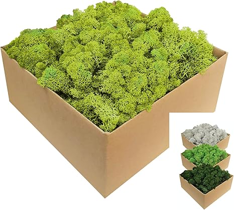 Islandmoos Moos In 1kg 500g 200g Versch Farben Echtes Konserviertes Natur Moos Island Zum Basteln Dekomoos Fur Die Deko Zu Ostern Modellbau Hellgrun 1kg Amazon De Kuche Haushalt