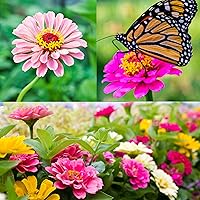 Zinnia Seeds for Planting Outdoors, Over 480 Seeds Giving You The Zinnia Flowers You Need, Zinnia Elegans, 4.2 Grams…