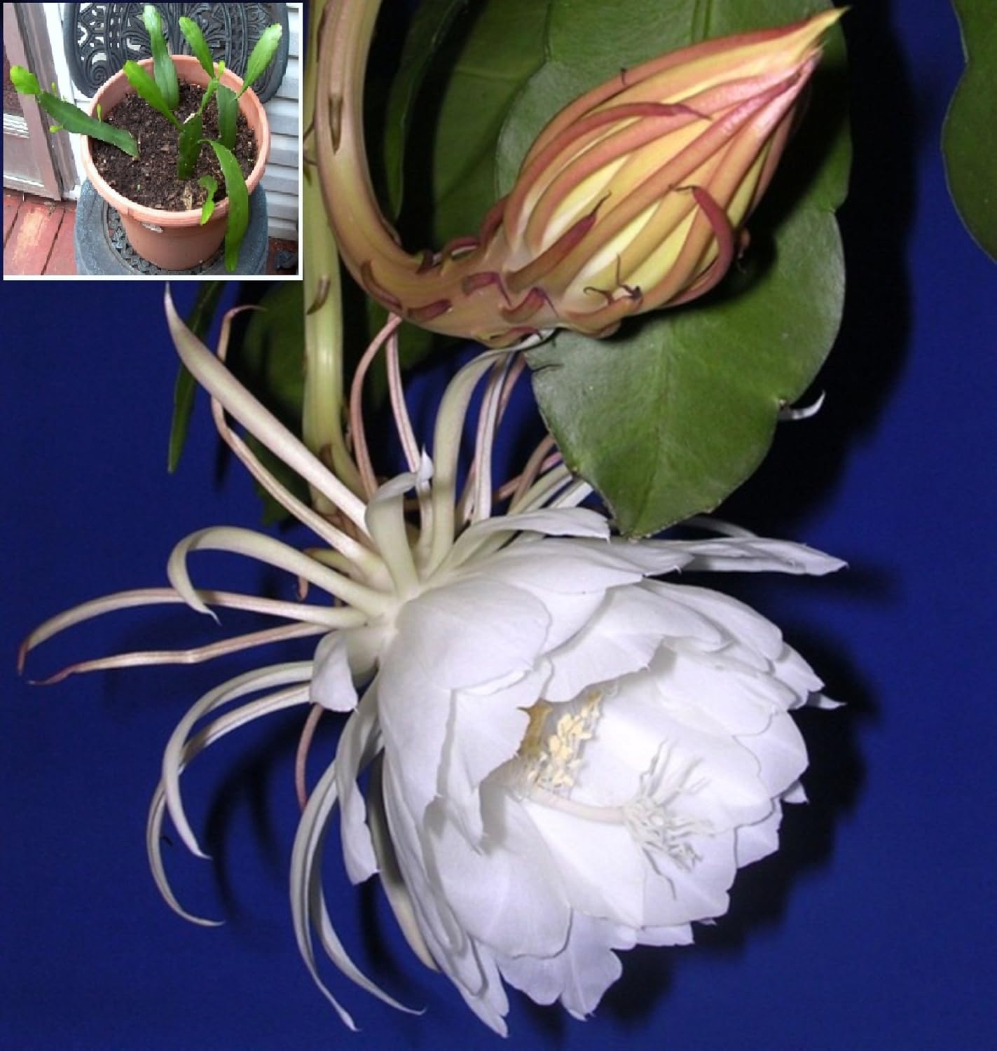 Seed Stores Epiphyllum Oxypetalum Queen Of The Night Plant Leaf Cuttings For Growing 3 Nos Amazon In Garden Outdoors