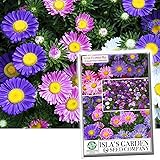 Aster Rainbow Mix Flower Seeds for