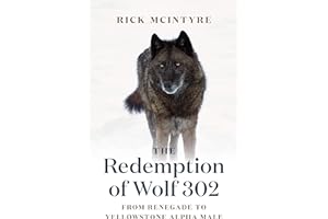 The Redemption of Wolf 302: From Renegade to Yellowstone Alpha Male (The Alpha Wolves of Yellowstone, 3)
