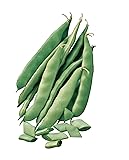 Burpee Early Italian Bush Bean Seeds 8 ounces of seed