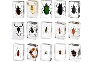 AOLOWEWIN 15pcs Preserved Insects, Taxidermy Bug Insect Specimens in Resin for Closer-Look & Study, Science Classroom Specimen Educational for Preschool Home Office Display Decor (Small 15pcs Insects)