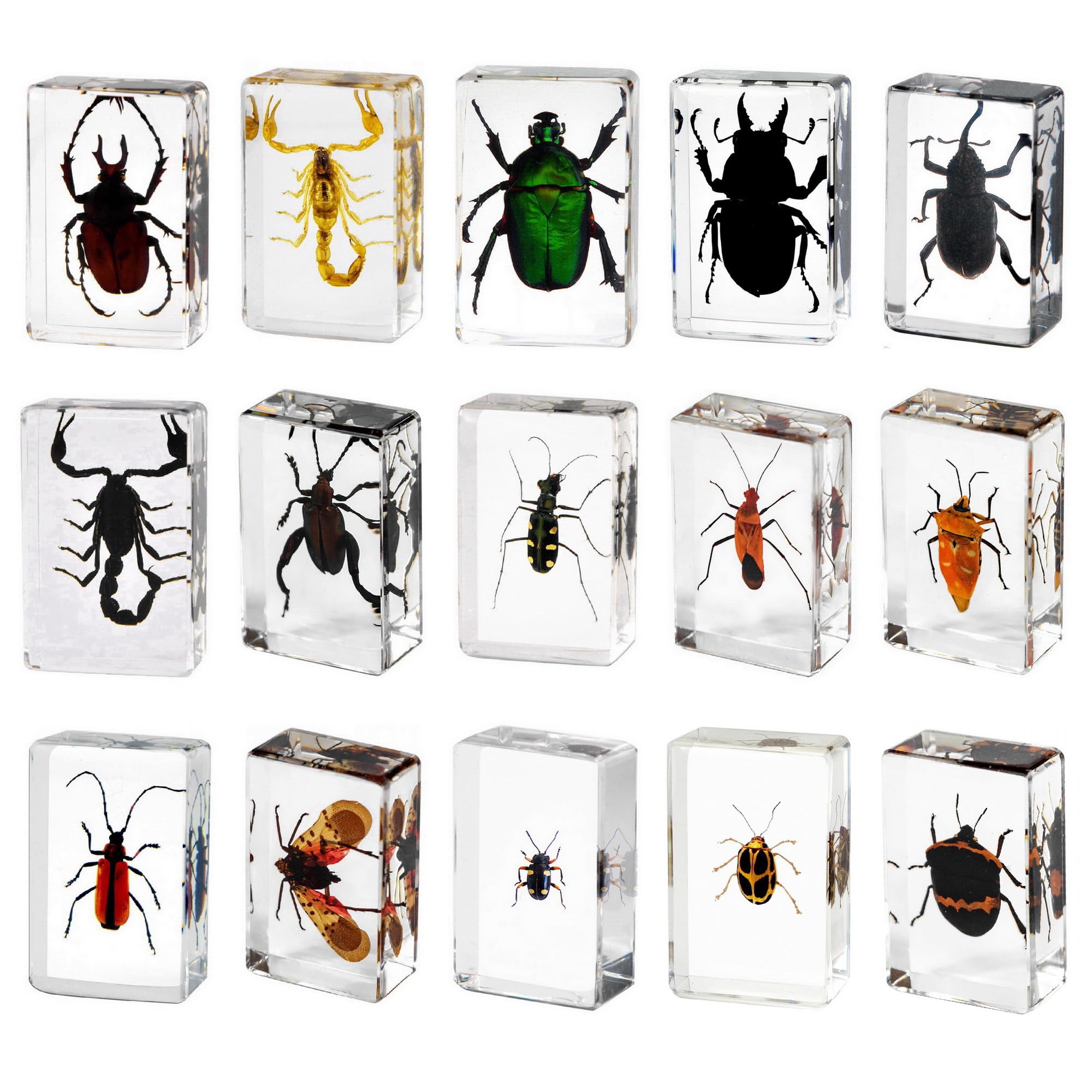 Photo 1 of 15pcs Taxidermy Insects, Preserved Insect Bug Specimens in Resin for Closer-Look & Study, Science Classroom Specimens for Preschool Home Office Display Decor (Small 15pcs Insects)