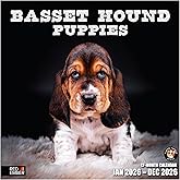 RED EMBER Basset Hound Puppies 2026 Wall Calendar 12 Month | 12" x 24" Open | Thick & Sturdy Paper | Holiday Gift | Cute Puppy Dog Calendar 2026