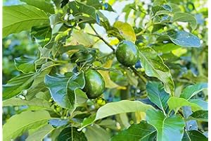 GENERIC Fresh Green Avocado Leaves Leaf 4oz (30 to 60 leaves) Pick Fresh By Order No Pesticides Sprays, No Chemicals Fresh from Florida House Planted Tree Natural Organic Leaf for Tea Sauces Gourmet Food