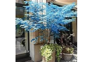 CHUXAY GARDEN Ghost Blue Maple,Acer Palmatum,Japanese Maple 10 Seeds Deciduous Shrub Hardy Tree Rare Blue Maple Striking Landscaping Plant Great for Garden and Patio
