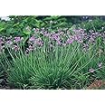 Society Garlic 20 Seeds - Indoor Garlic -Tulbaghia-Herb