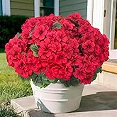 secqous 8 Pcs Artificial Red Geraniums Flowers for Outdoor Spring Summer Decor – UV-Resistant & Realistic Silk Faux Plants for Garden, Porch, Patio, Yard, Balcony, Home, Kitchen, Table Decoration