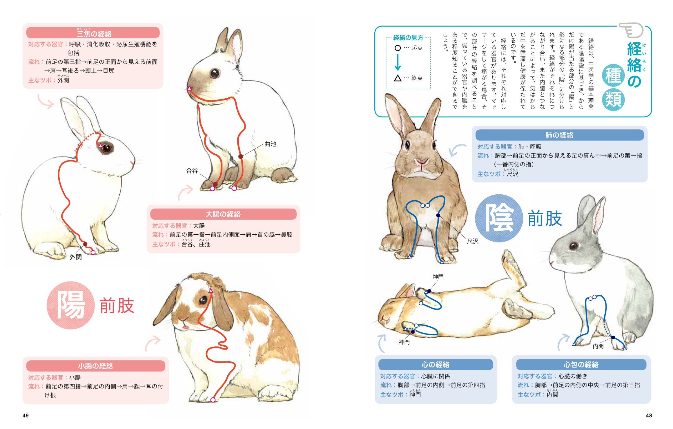 うさぎと暮らす ホリスティックケア 指圧 マッサージ おくだひろこ 本 通販 Amazon