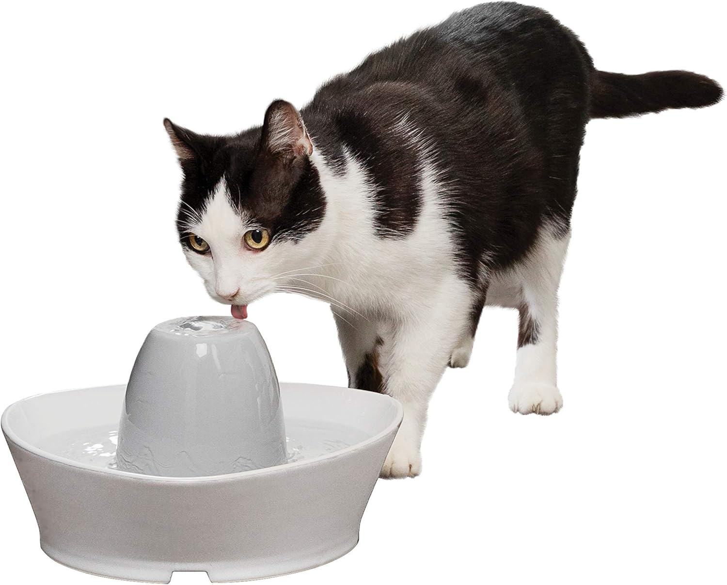 cold water pet fountain
