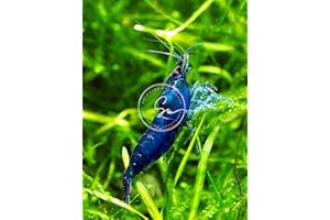 Live Aquarium Shrimp – Premium Grade Neocaridina & Caridina (Blue Dream/Red/Goldenback/Rili/Crystal Black/Amano) by Swimming Creatures™ (10 Premium Blue Dream)