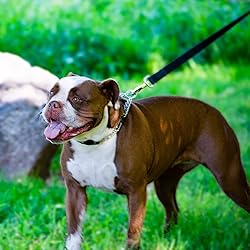 Herm Sprenger Prong Collar for Dog Training with