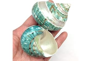 PEPPERLONELY Natural Large Turbo Hermit Crab Shells